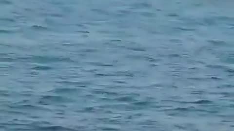 Spanish Civil Guard vs jew-NGO owned boat full of feral invaders. Wait for the ending