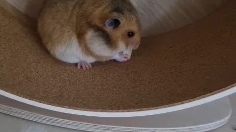 Look at the hamster eating delicious cheese