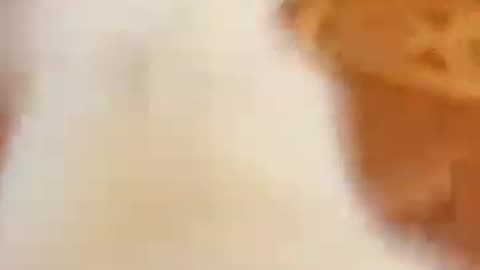 20191122文贵先生视频：Snow 尊敬的战友们好！你们健身了吗？你们传播香港危机真相了吗？文贵今天上午没有直播，一切都是刚刚开始！