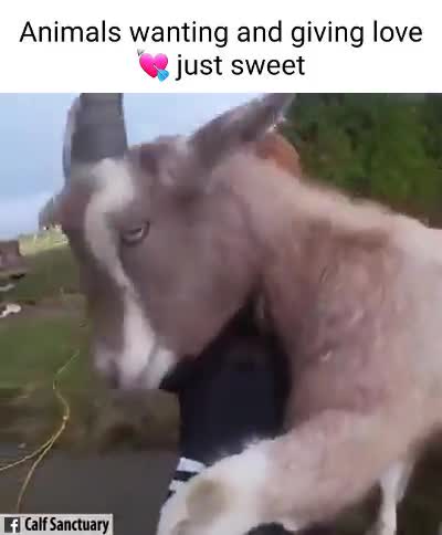 Imagine love and animal