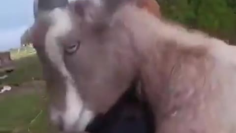 Imagine love and animal