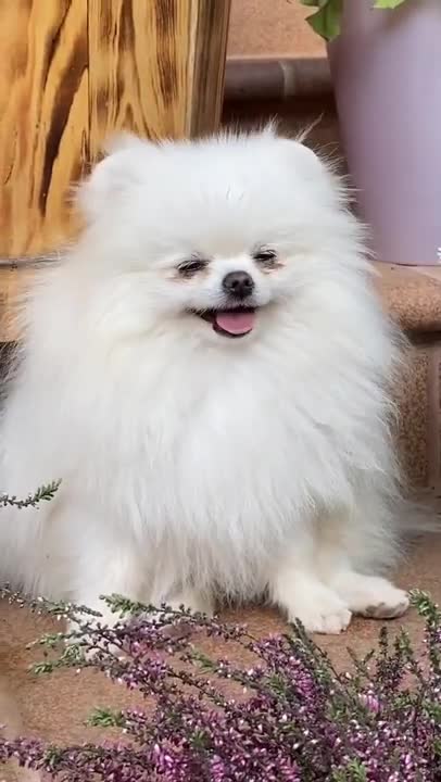 Cute and smiley Lovely Dog _ #shorts.mp4