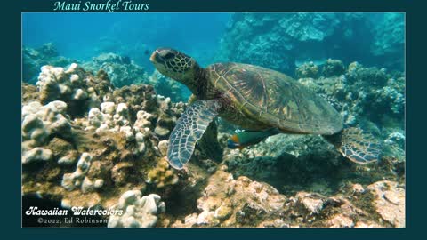 Maui Snorkel Tours