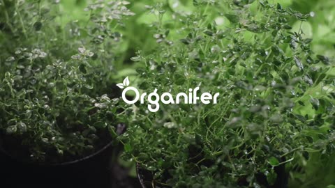 Organic Herb Seeds Package – 10 Types • Organifer