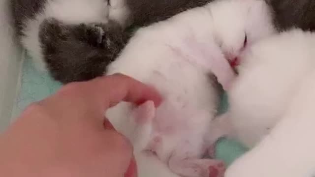 I really don't want to disturb your sleep, but you're cute