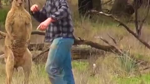 Normal day in Australia