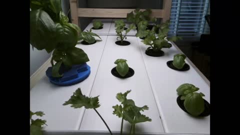 Hydroponics Timelapse - Grow #1