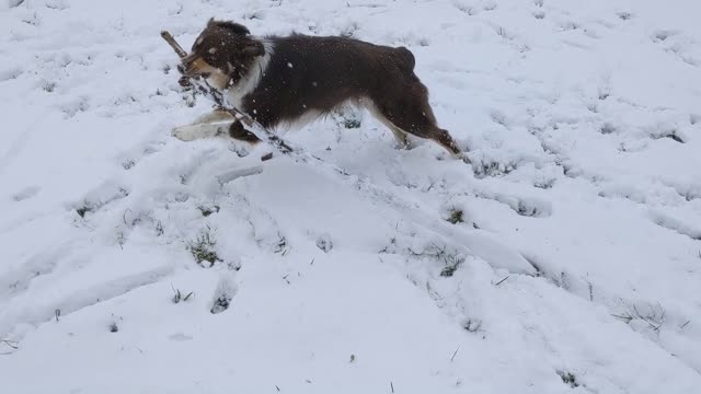 Australian Shepherd in the snow with a stick