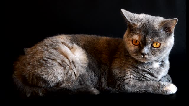 Cute cat videos.funny cat.,