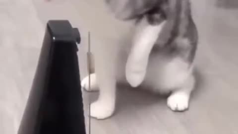 Can One-Handed Cat Conquer the Mirror Challenge in this Adventure at Home_