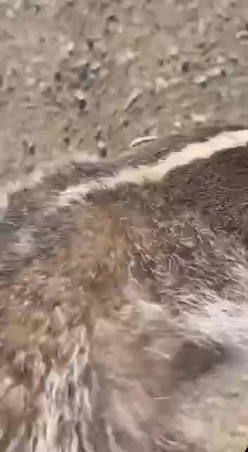 Ferocity of the badger is not what it used to be