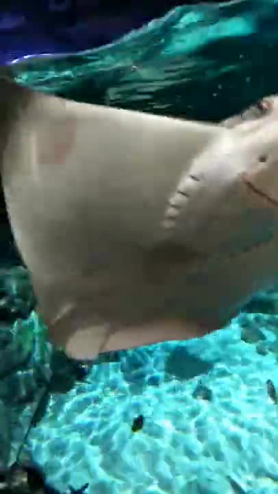 giant stingray in the aquarium