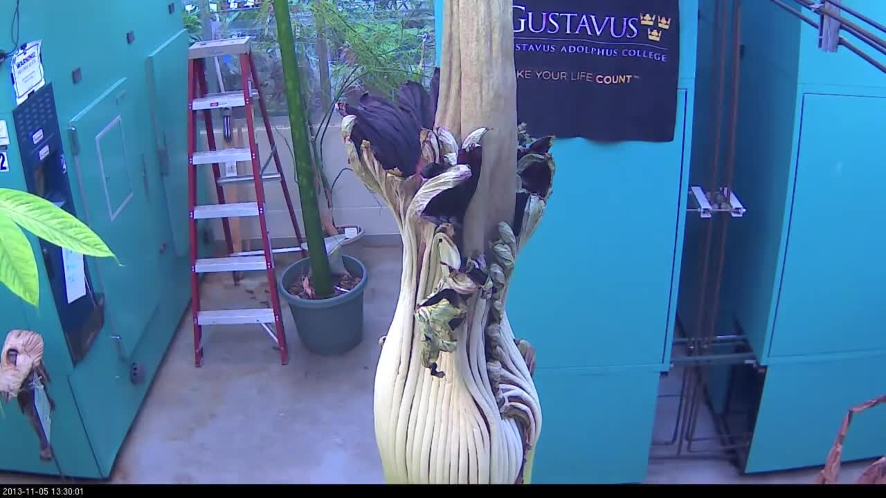 Perry the Corpse Flower Full Bloom Cycle Time Lapse