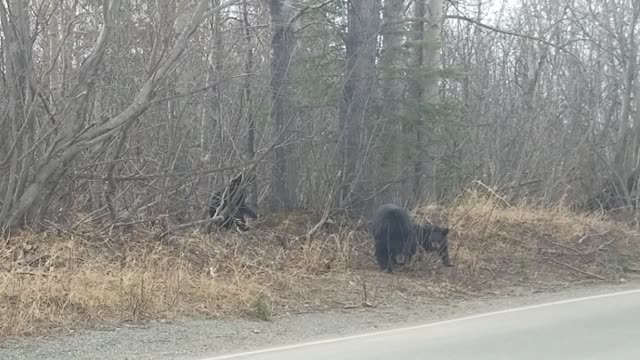 Bear Cubs Playing