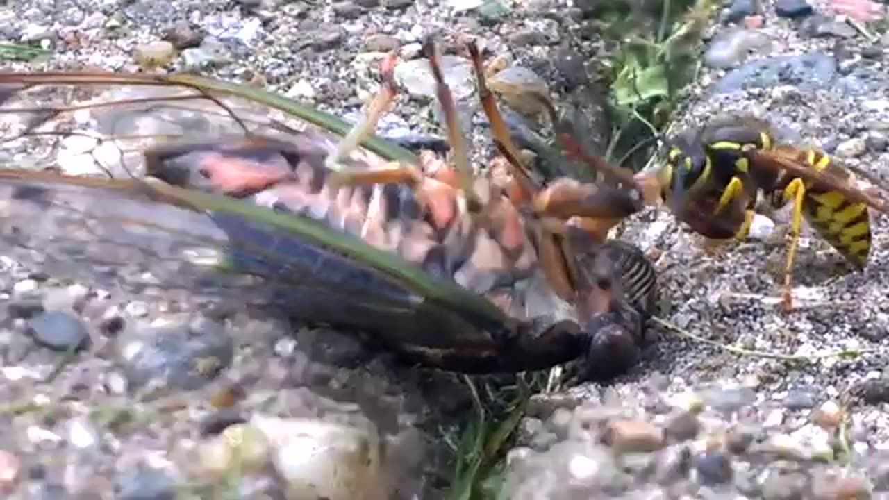 Wasp attacks Cicada