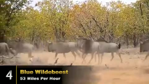 The fastest animals in the whole world