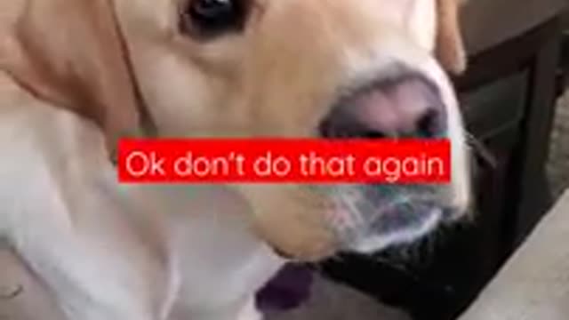 Funny dog video