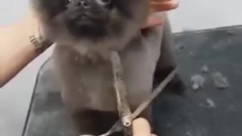 Dog dancing to music while getting a haircut - Puppy dancing to music while Cutting Hair