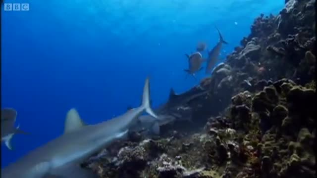 How Intelligent Are Sharks? | BBC Earth