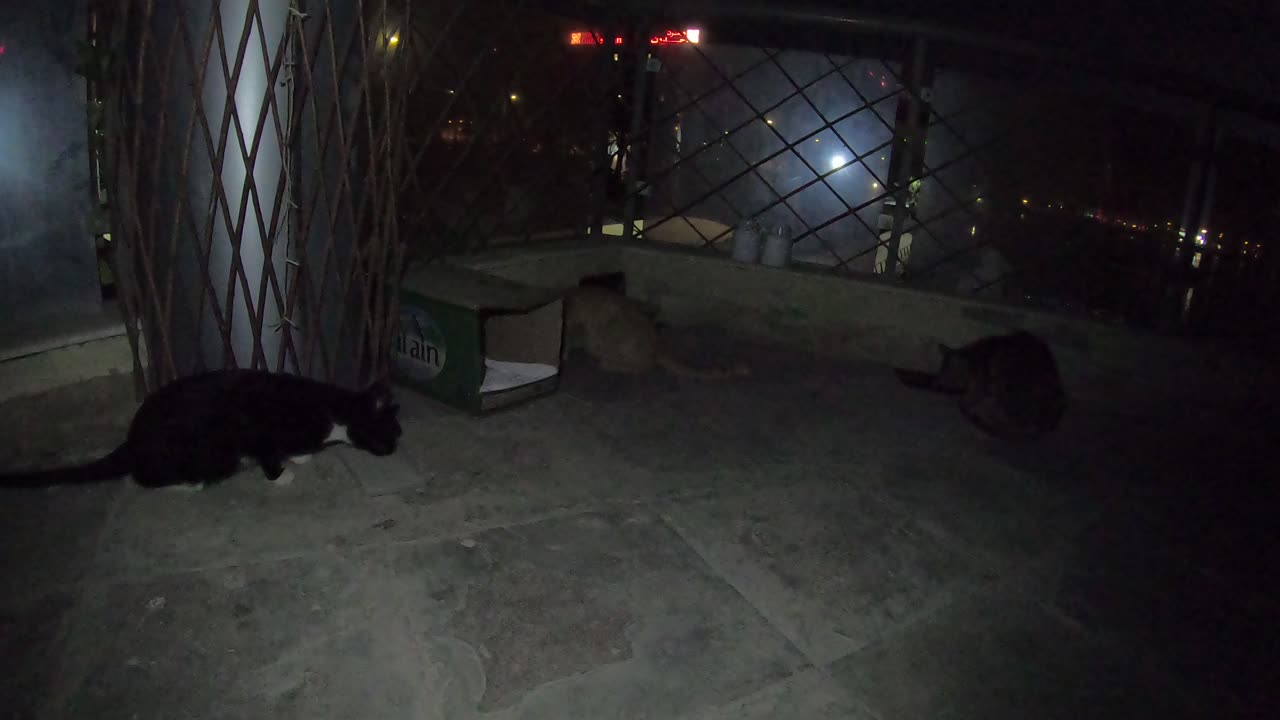 Homeless cat in Ras Al Khaimah UAE: RIHANNA & ED SHEERAN & MICHAEL JACKSON #cat #cats #pet #pets #4u