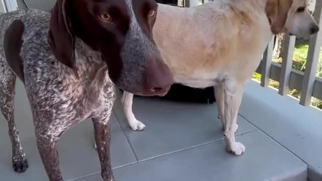Dog Does Want DAD to leave him