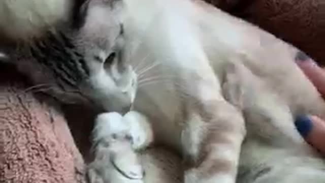 Chattering and Yawning cat