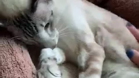 Chattering and Yawning cat