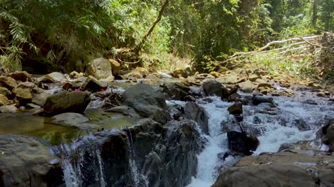 Forest Stream Sounds for Relaxing and Sleeping ,Beat Insomnia ,Nature Sounds ,ASMR ,Release Stress
