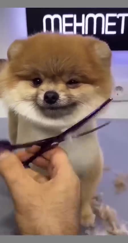 Cute Pomeranian grooming teddy style _shorts _pomeranian