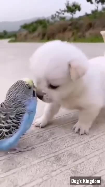 Cute puppy funny video