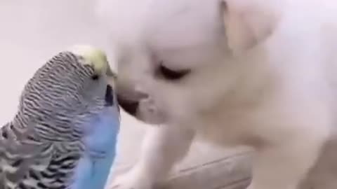 Cute puppy funny video