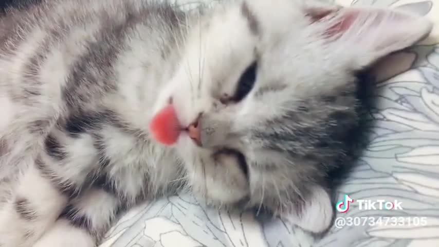 Cute cat wattsapp