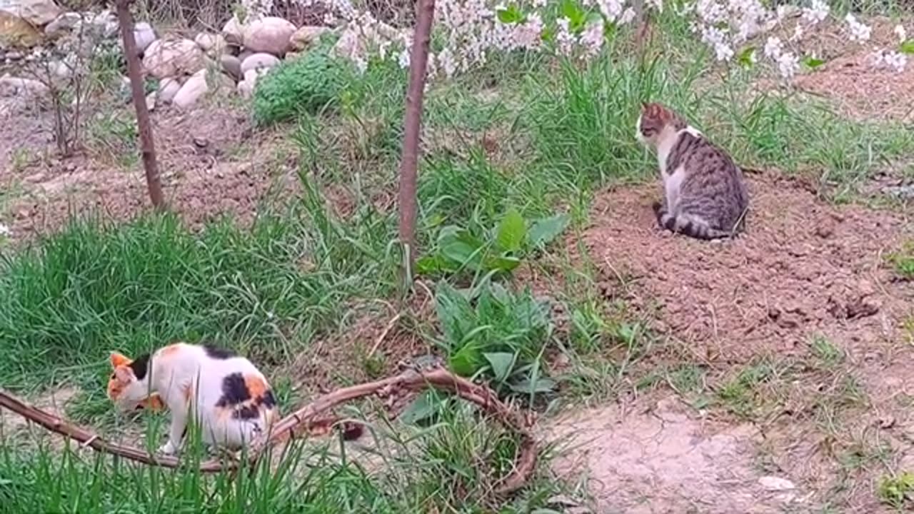 Cute kittens eating with Dog (Cute kittens and friendly dog)