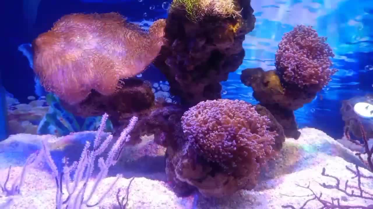 This coral is so beautiful