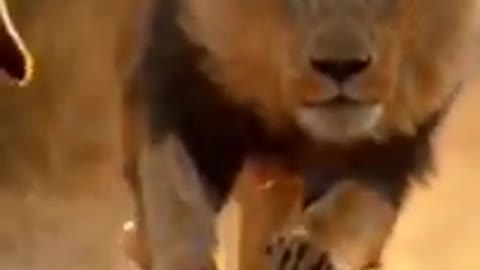 Very Cute lion and mother Amazing video