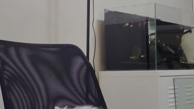 a boring cat