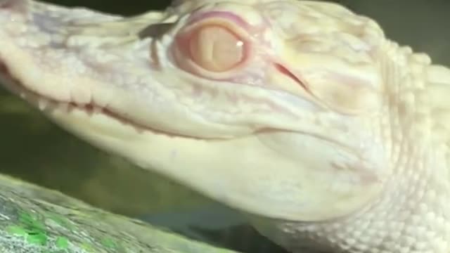 Cutest Albino Baby ALLIGATOR