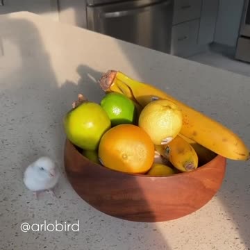 Birb protects his fruits