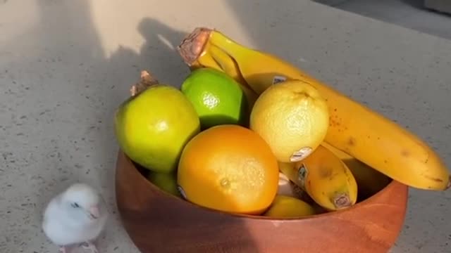 Birb protects his fruits