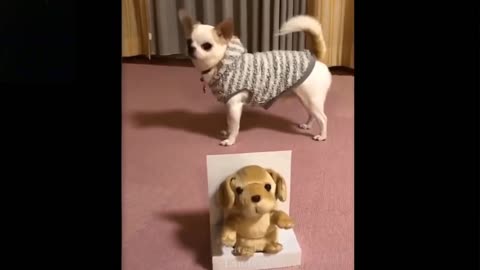 cute and funny pets dancing video