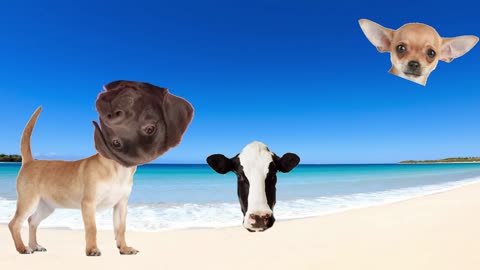 Cute Pets - Dog, Rabbit, Cat, Hamster and Parrot