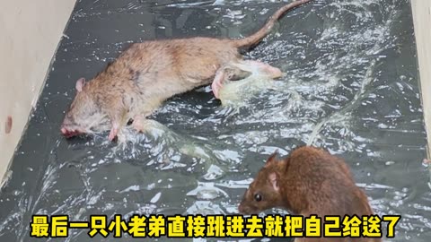 Rat Trap