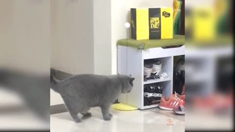 🤑 funny moments, funny cats