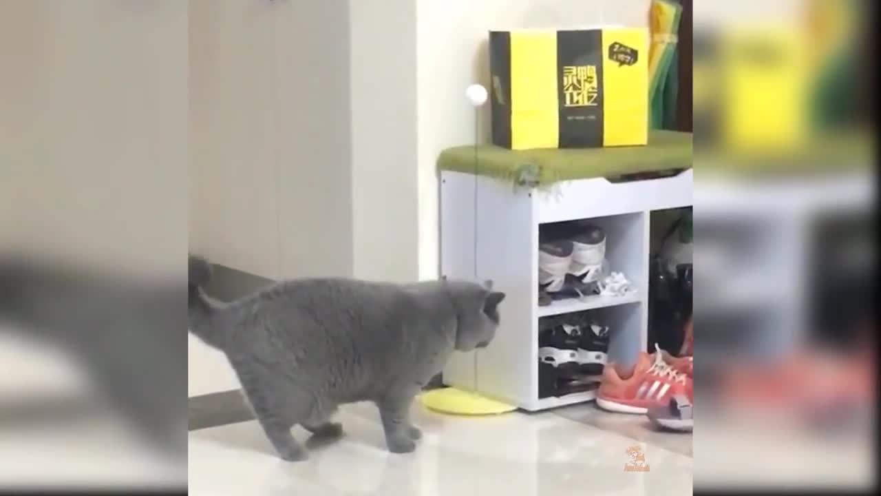 🤑 funny moments, funny cats