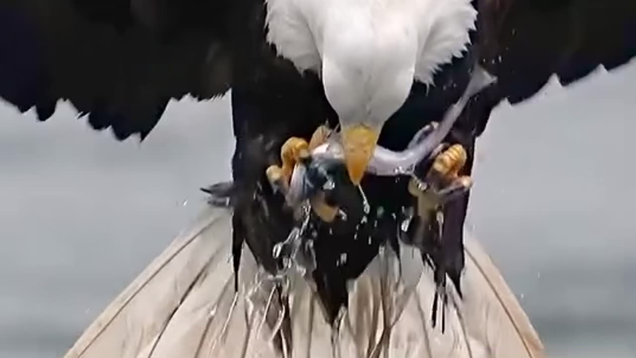 Watch this hunting precision of a predator!!!
