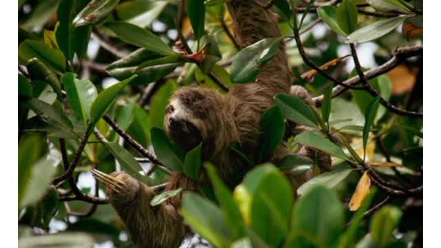 Sloth Down from tree with caring new born baby