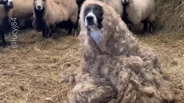funny, funny funny are these animals