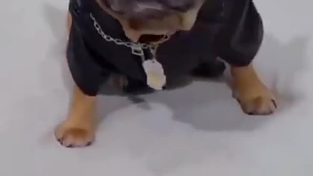Funny dog video dog funny video new dog video dog funny video