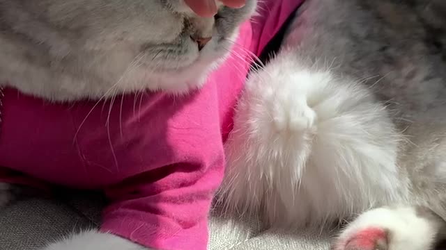 Cute First Lady cat.