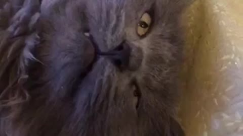 Grey cat lays down while owner pokes his nose